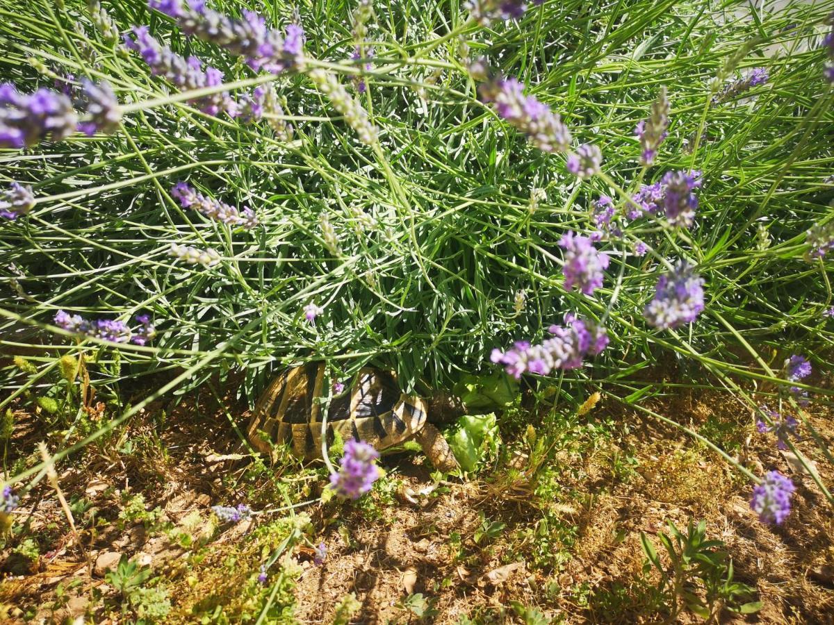 Holiday Home Oliva Βόντιτσε Εξωτερικό φωτογραφία